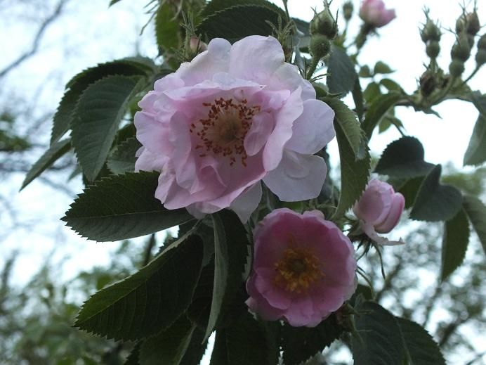  photo duplexatdawn_zps06c54c63.jpg